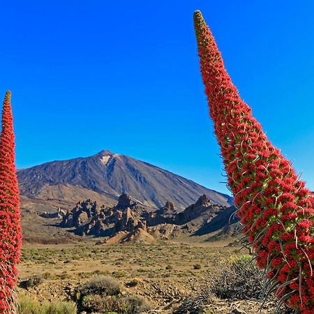 Apartmán Apto Drago Holidays Santa Cruz de Tenerife Exteriér fotografie